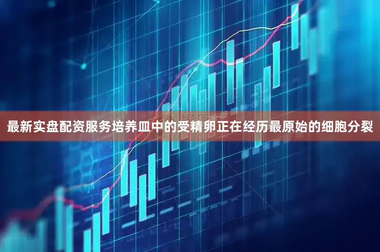 最新实盘配资服务培养皿中的受精卵正在经历最原始的细胞分裂